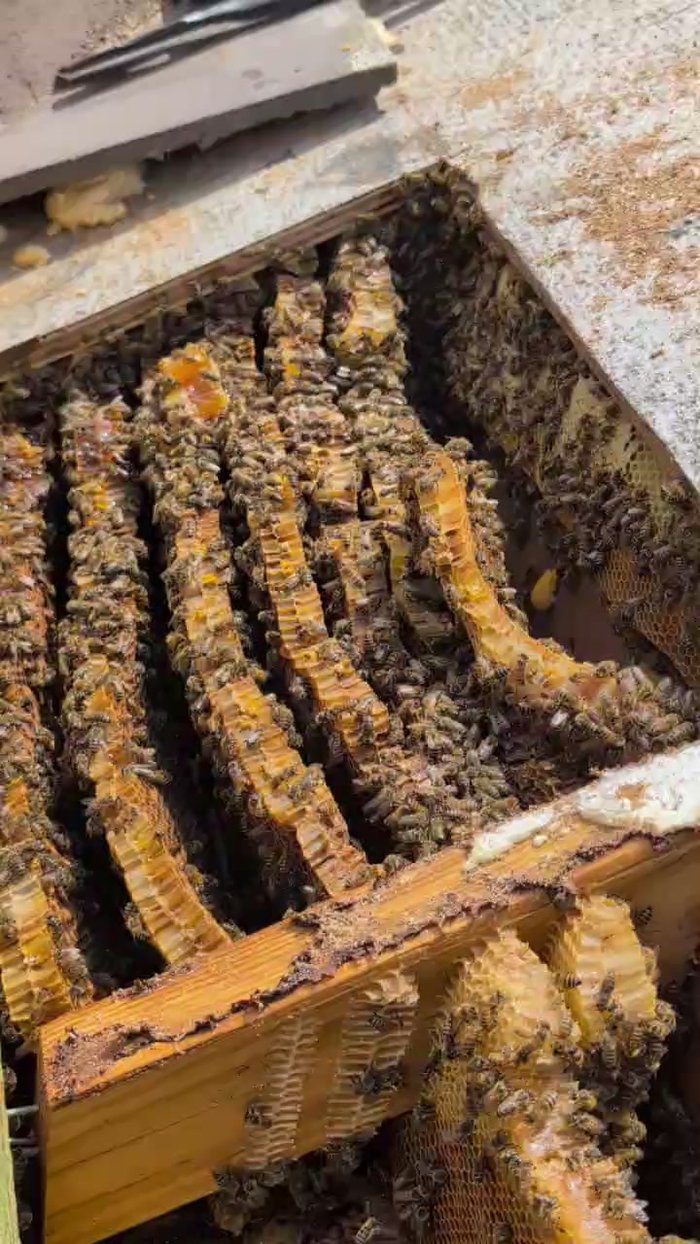 Honeycomb and active bee hive found built into the roofline of a Naples-area home during a Father and Sons Home Watch inspection