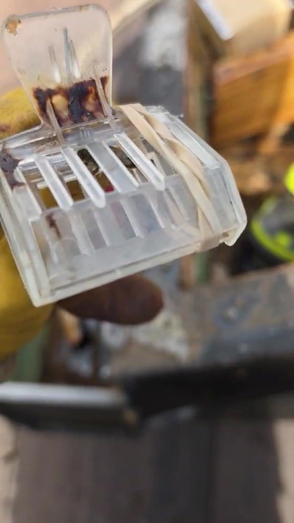 Queen bee safely relocated into a transport box by Hing Family Farm after removal from the hive